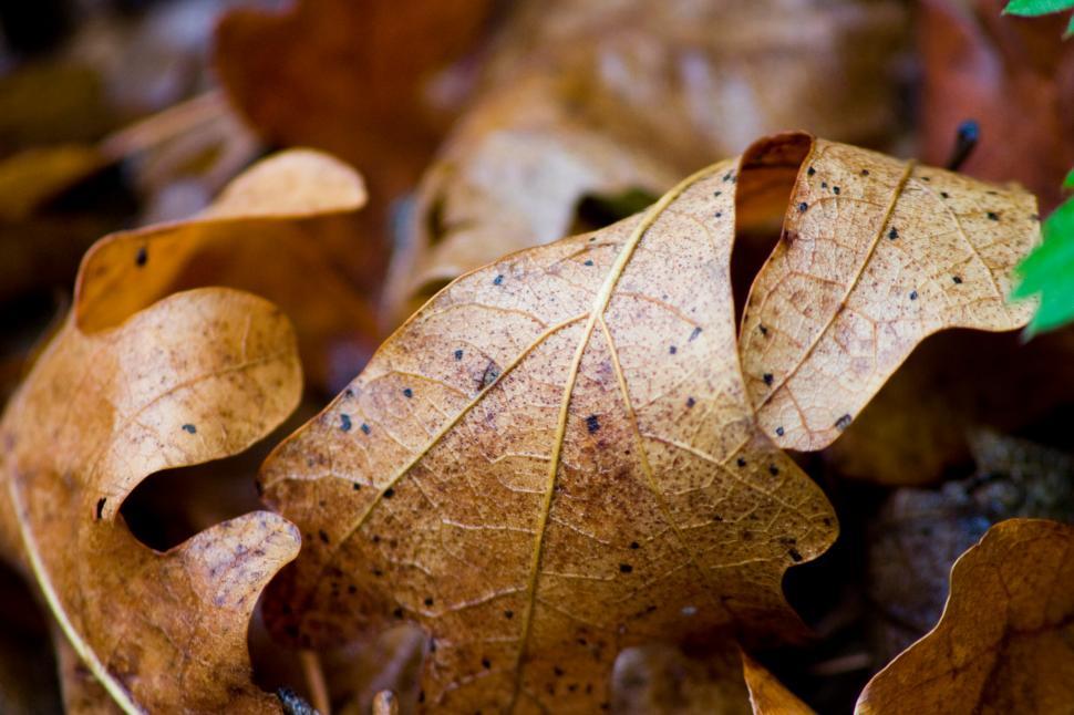 Free Image of fall death 