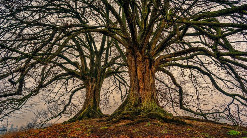 Free Image of Big Tree 