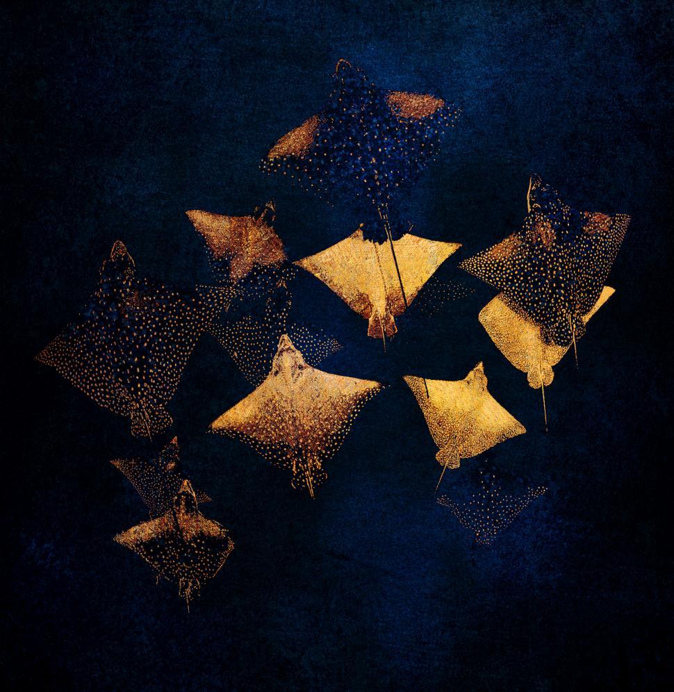 Free Image of Golden Stingrays on Deep Blue Ocean 