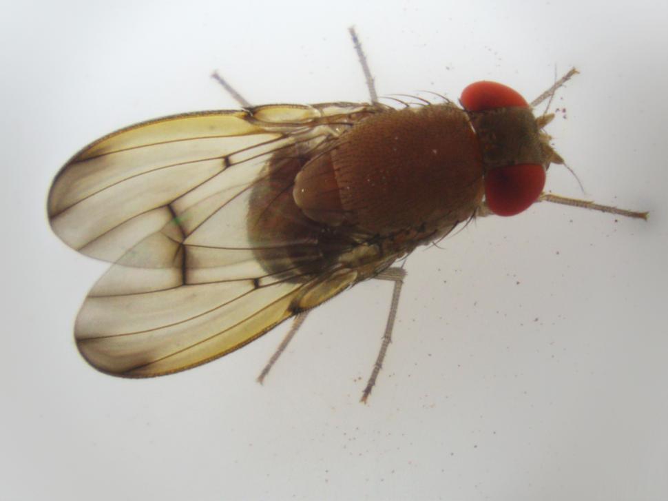 Free Image of Fly 