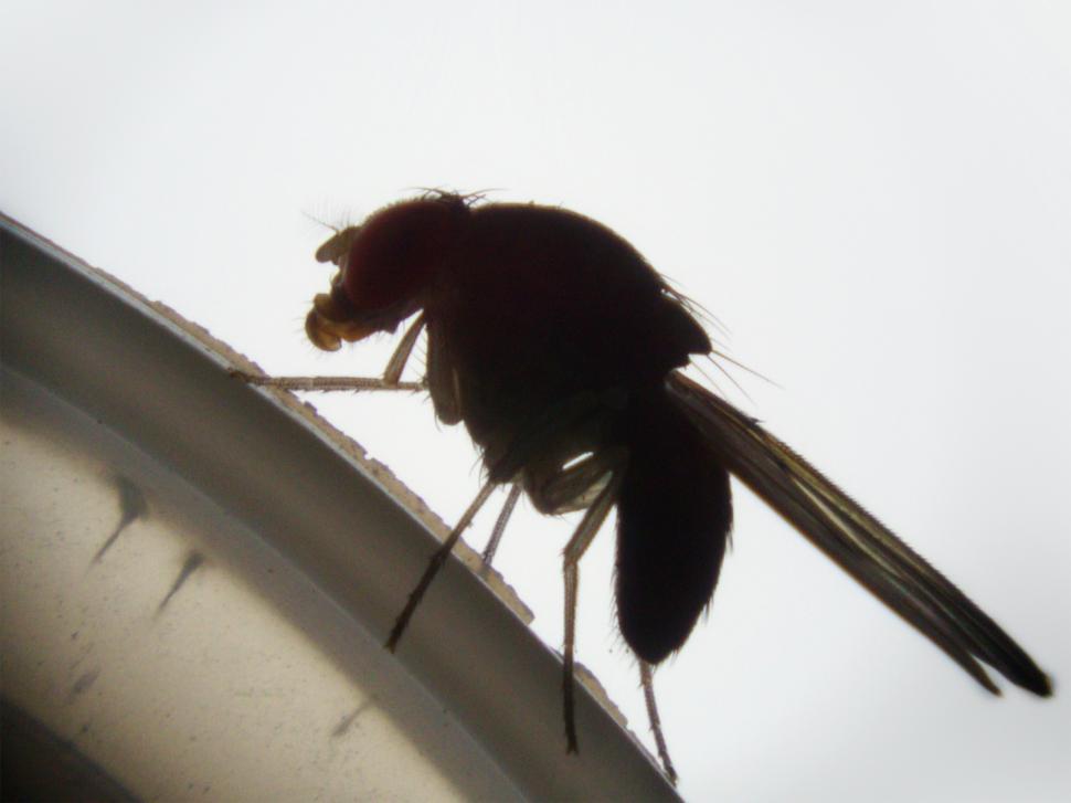 Free Image of Fly 