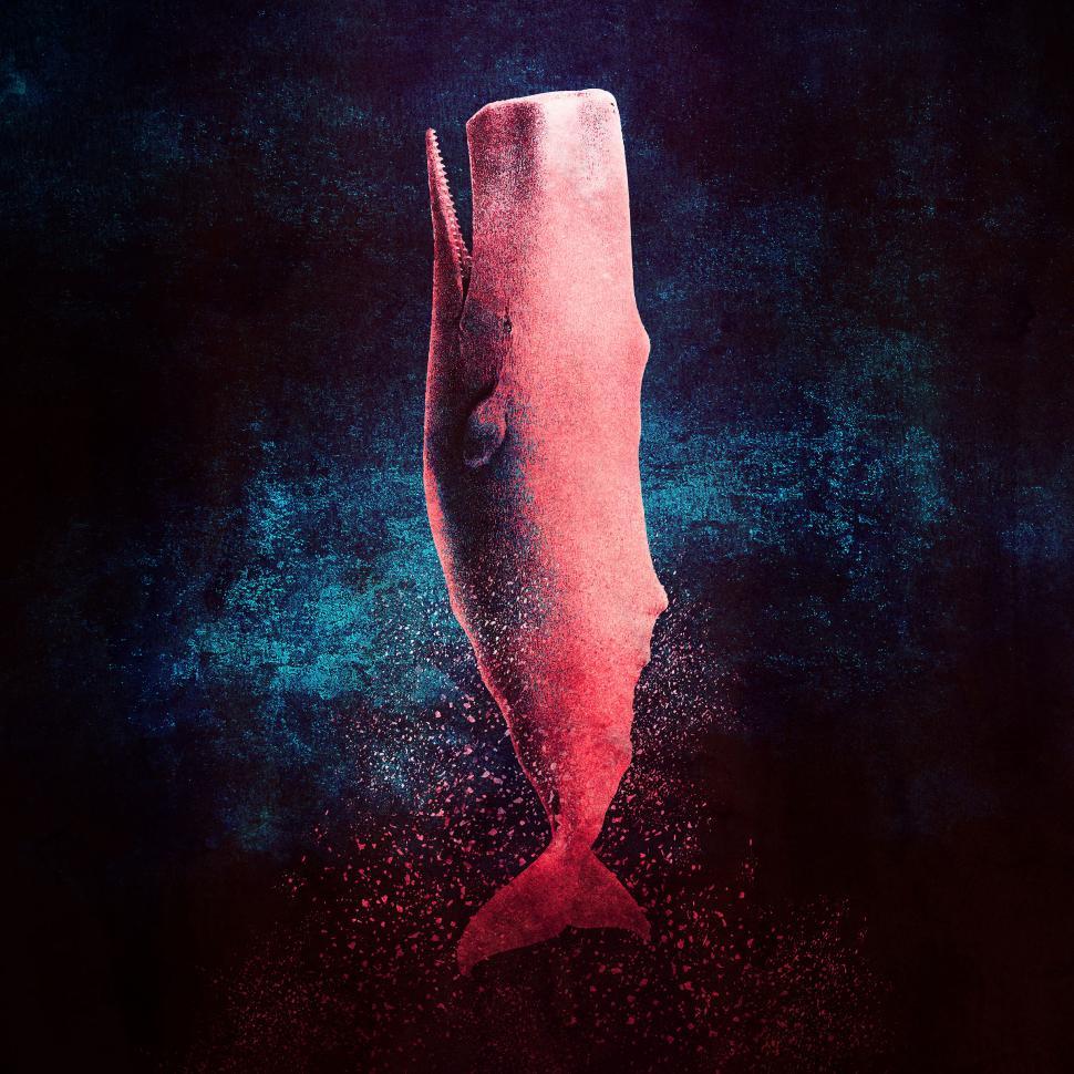 Free Image of Pink Sperm Whale Surfacing 