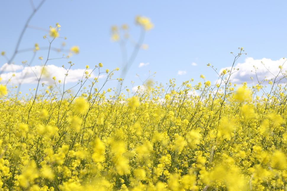 Free Image of Yellow flowers 