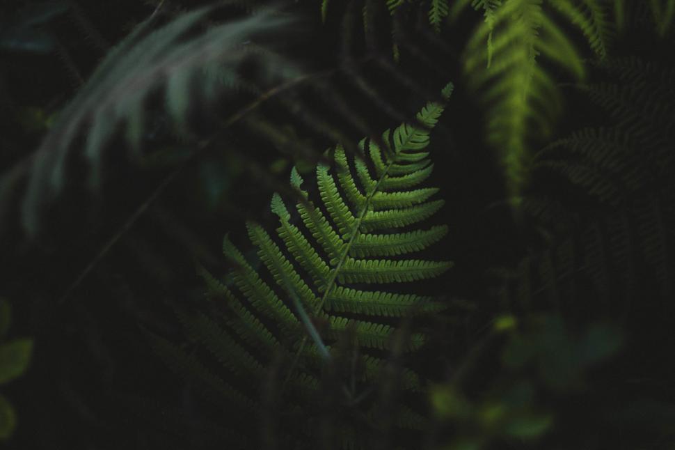 Free Image of Fern leaves 