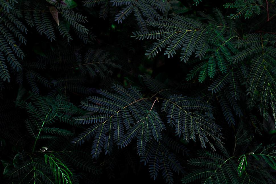 Free Image of Plant leaves - Background 
