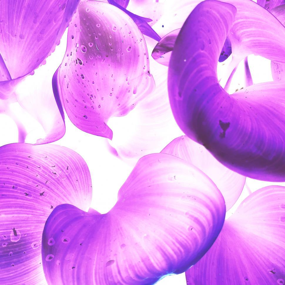 Free Image of water hyacinth plant in pink and white 