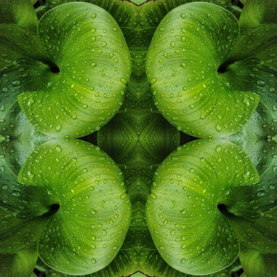 Free Image of water hyacinth plant mirrored and tiled 
