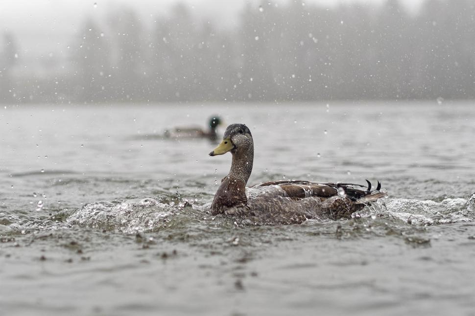 Free Image of Mallard duck in the rain 