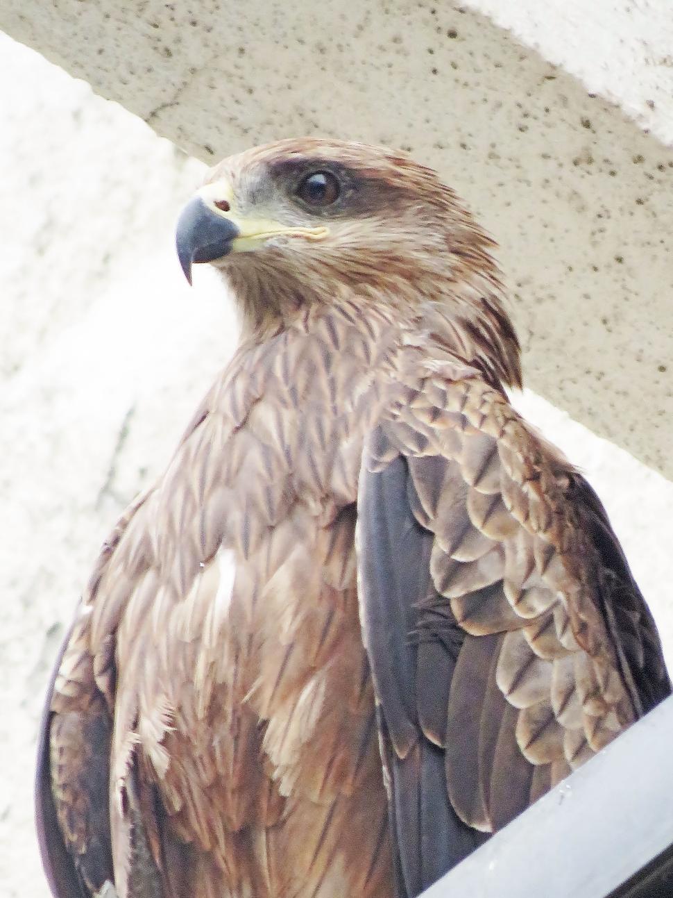 Free Image of balack kite  