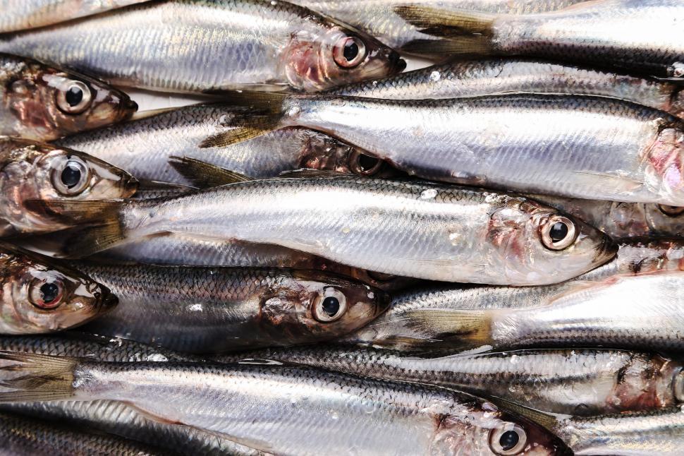 Free Image of Sardines 
