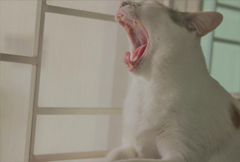 Free Image of A domestic cat indoors with mouth open wide  