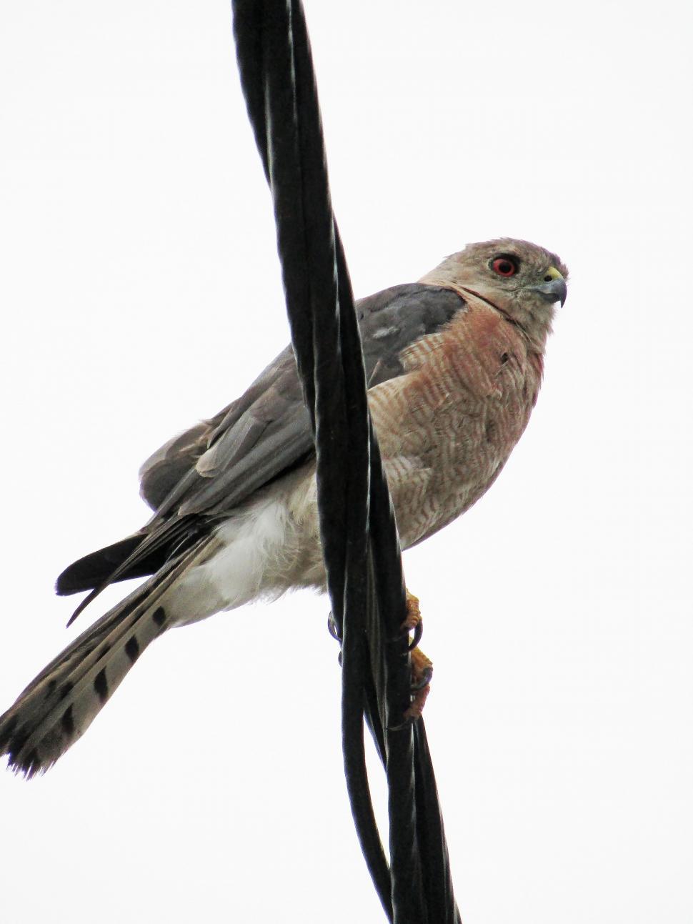 Free Image of shikra- male  