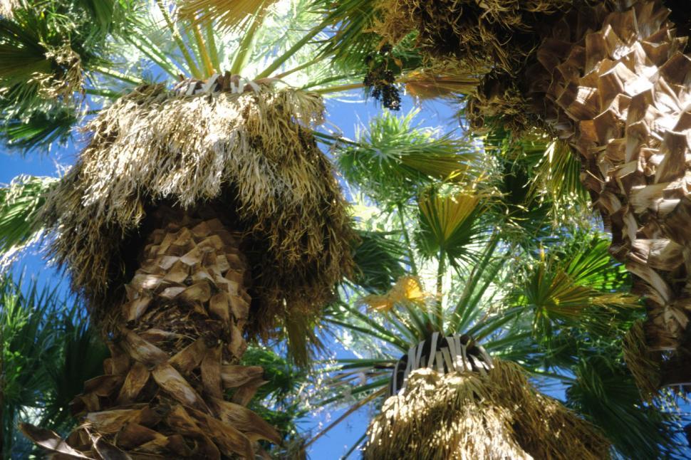 Free Image of Palm Trees From Below 