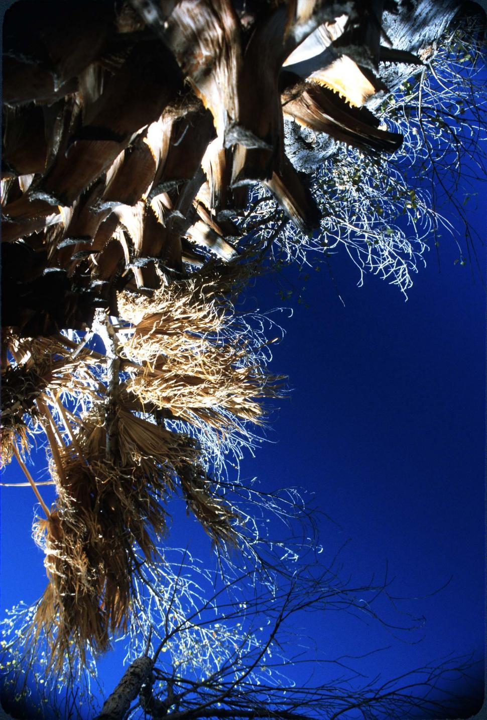 Free Image of Palm Trees and Blue Sky 