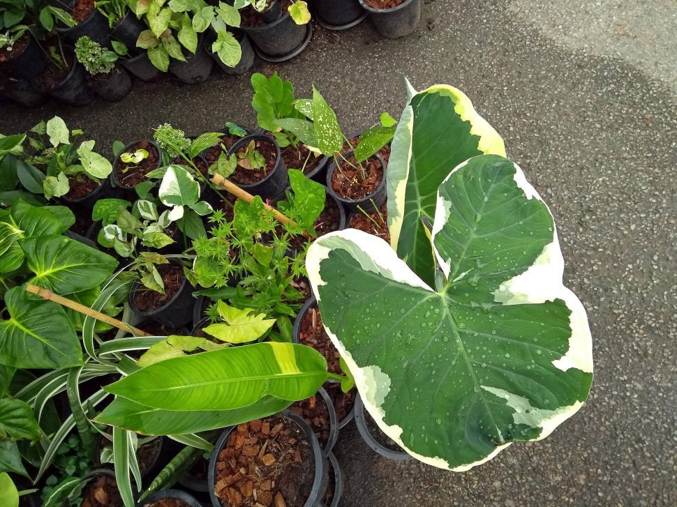 Free Image of Green tropical plants in pots  