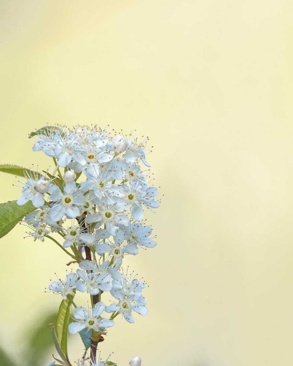 Free Image of Beautiful Pin Cherry Flowers 