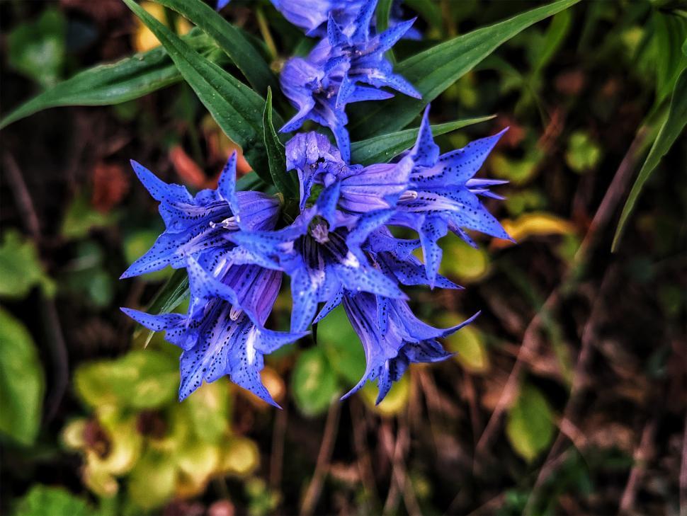 Free Image of Blue flower  