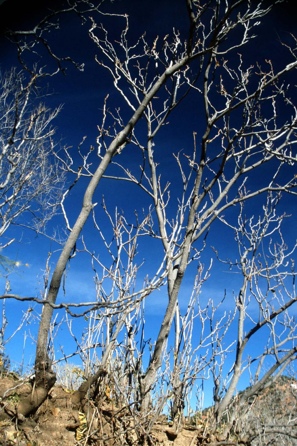 Free Image of Leafless Trees 