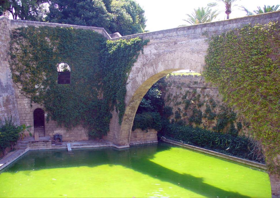Free Image of Small garden with water ponds and lush vegetation 