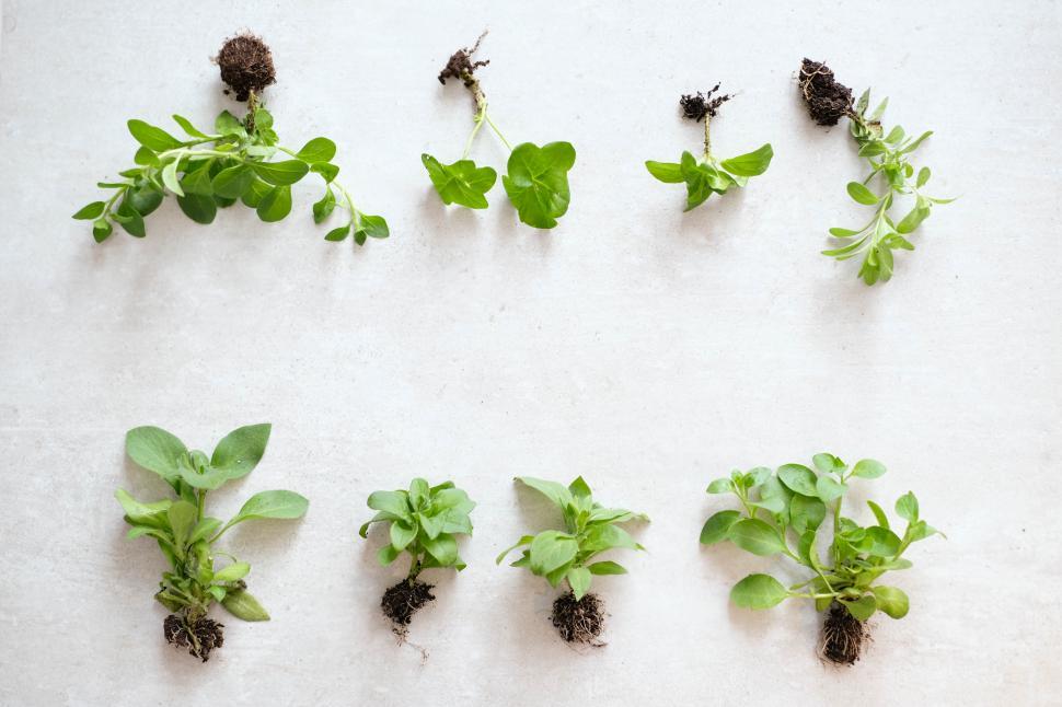 Free Image of Houseplant - leaves and roots 