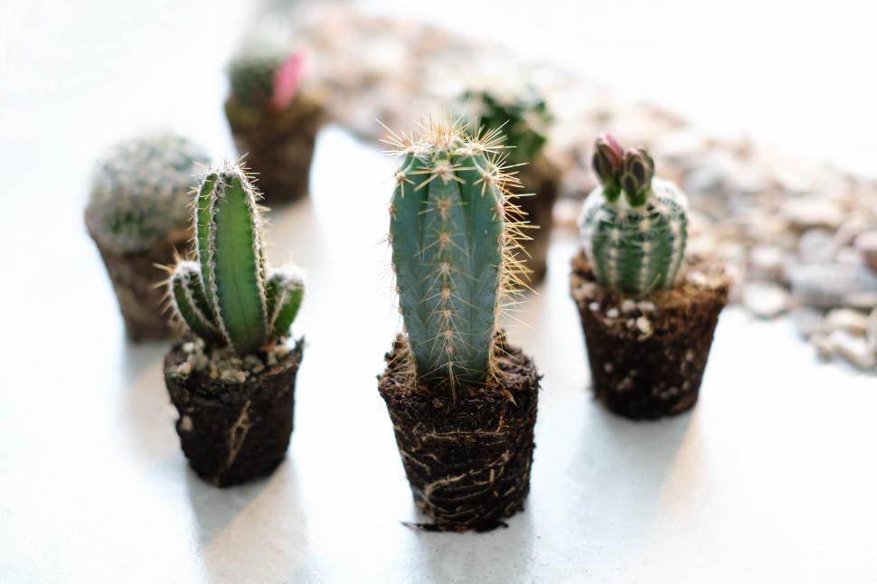 Free Image of Cacti 