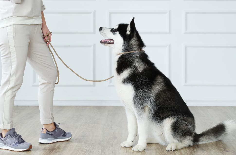 Free Image of Woman with husky 