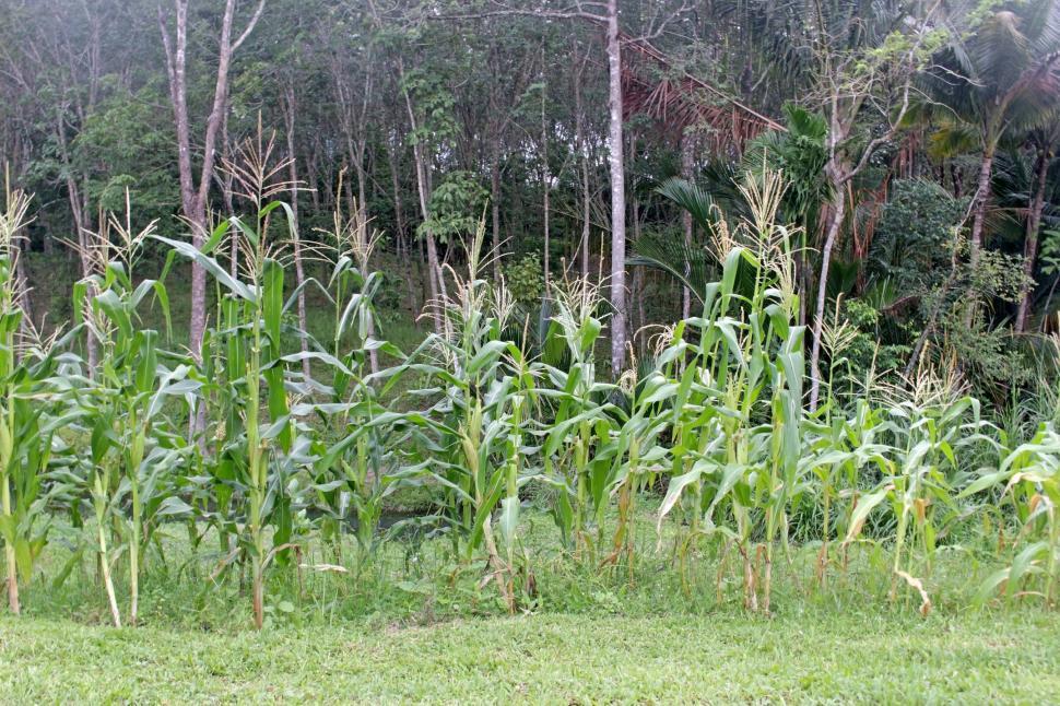 Free Image of Sweetcorn growing  