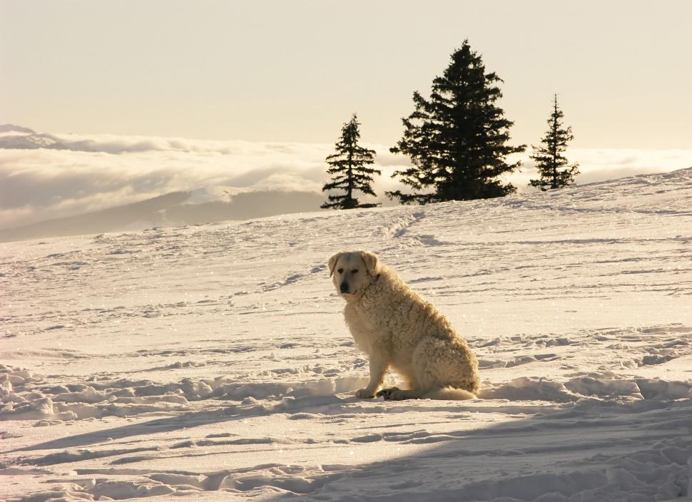 Free Image of Dog In The Snow 