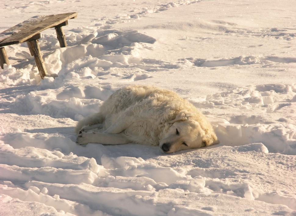 Free Image of Dog In The Snow 