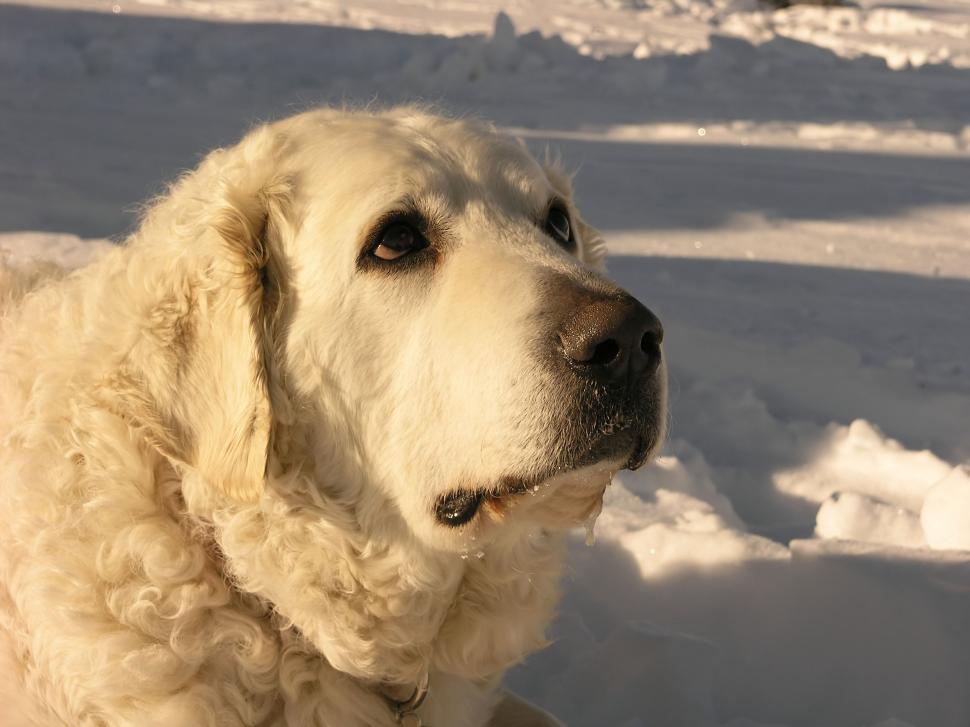 Free Image of Dog In The Snow 