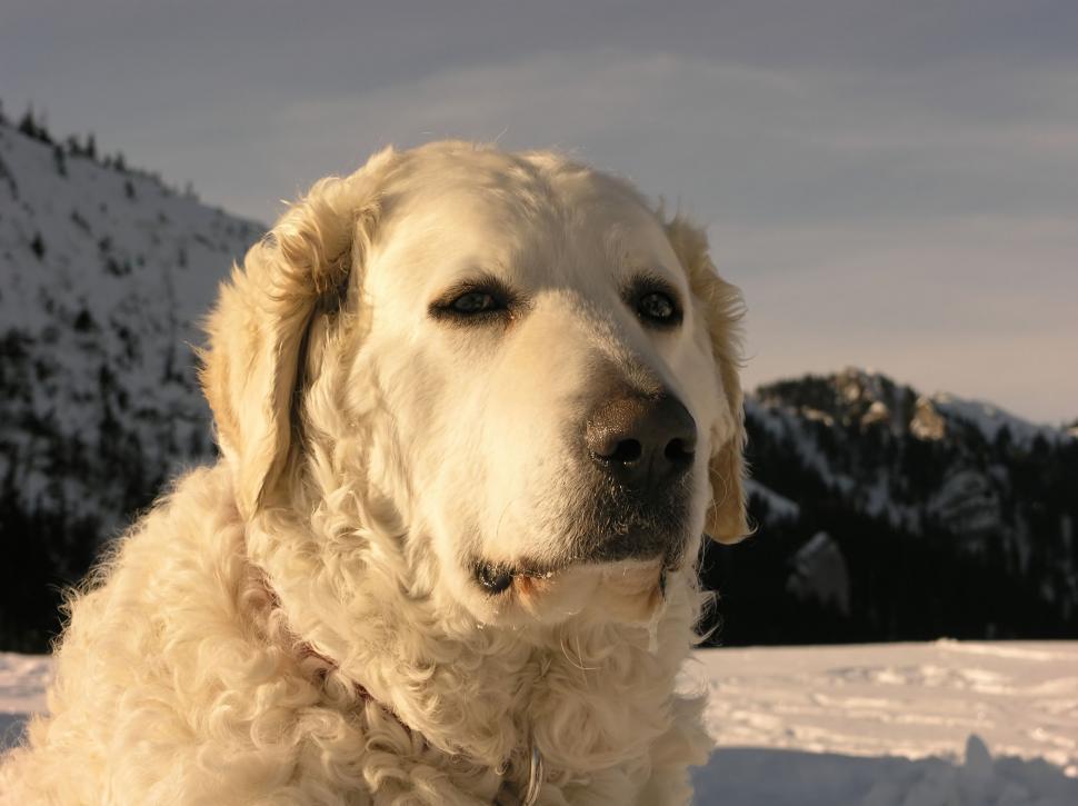 Free Image of Dog In The Snow 