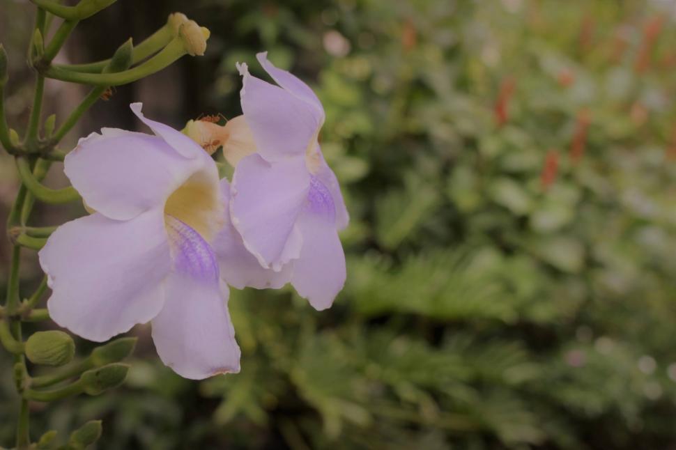 Free Image of Pale pink tropical flowers  