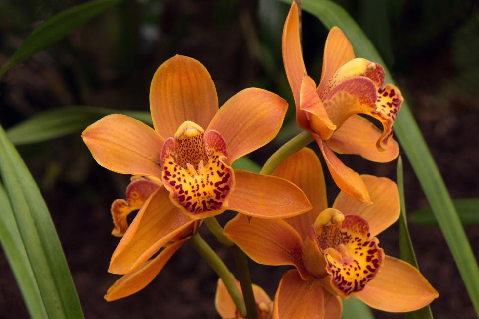 Free Image of Cymbidium Orchid Orange Blooms 