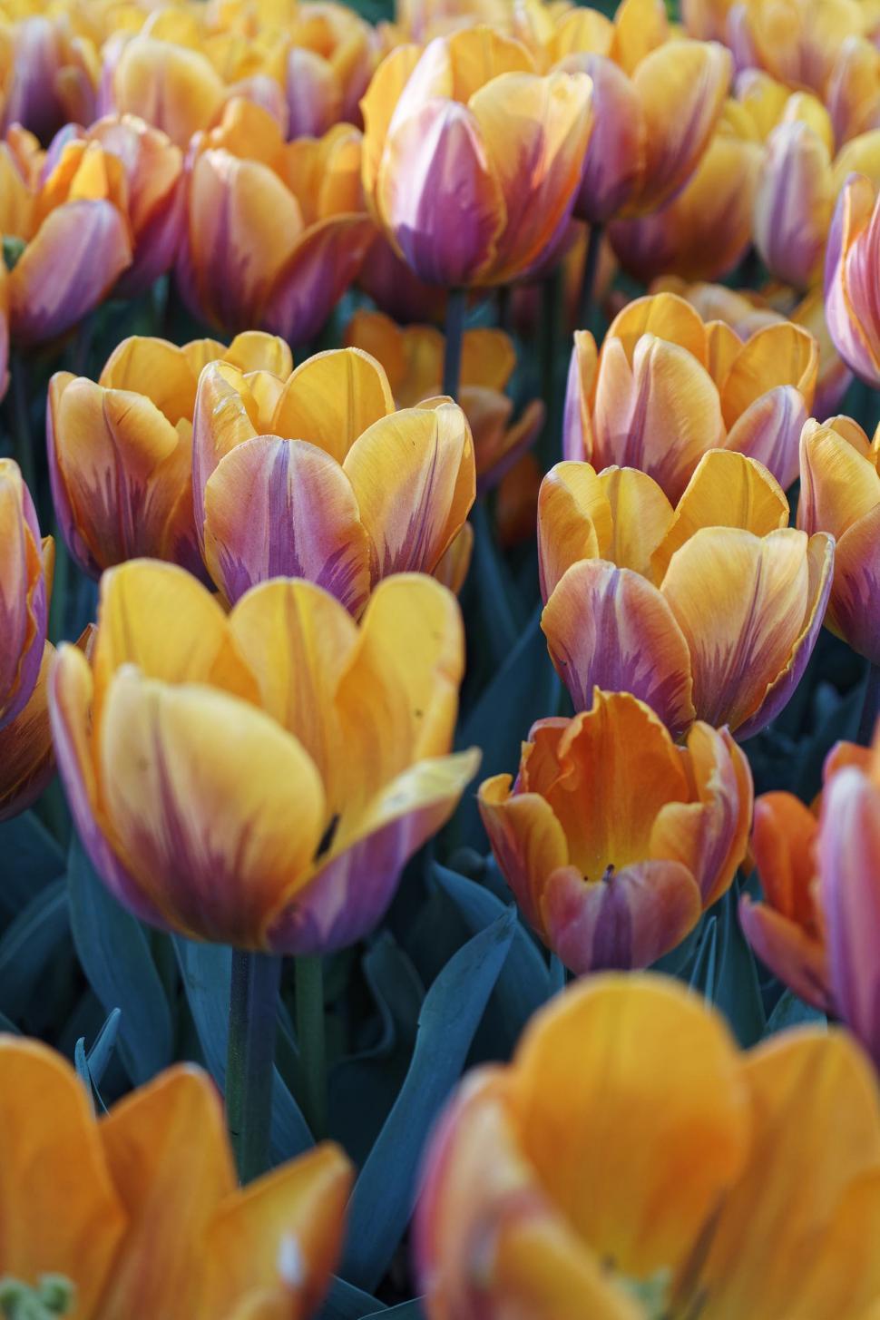 Free Image of Yellow and purple tulips 