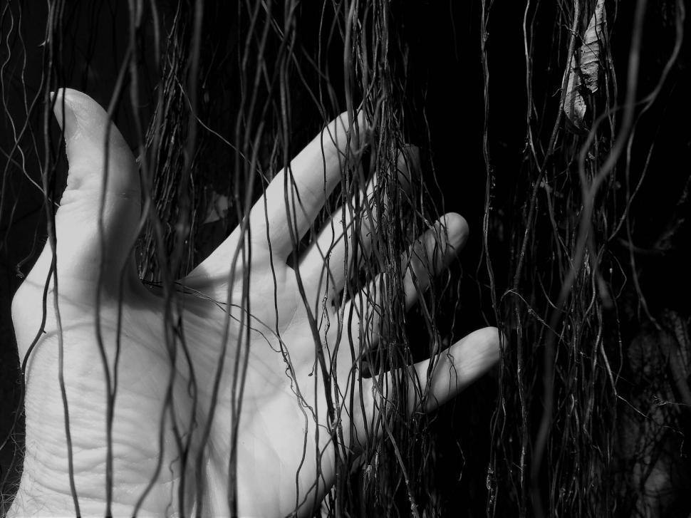 Free Image of Hand behind tropical vines  