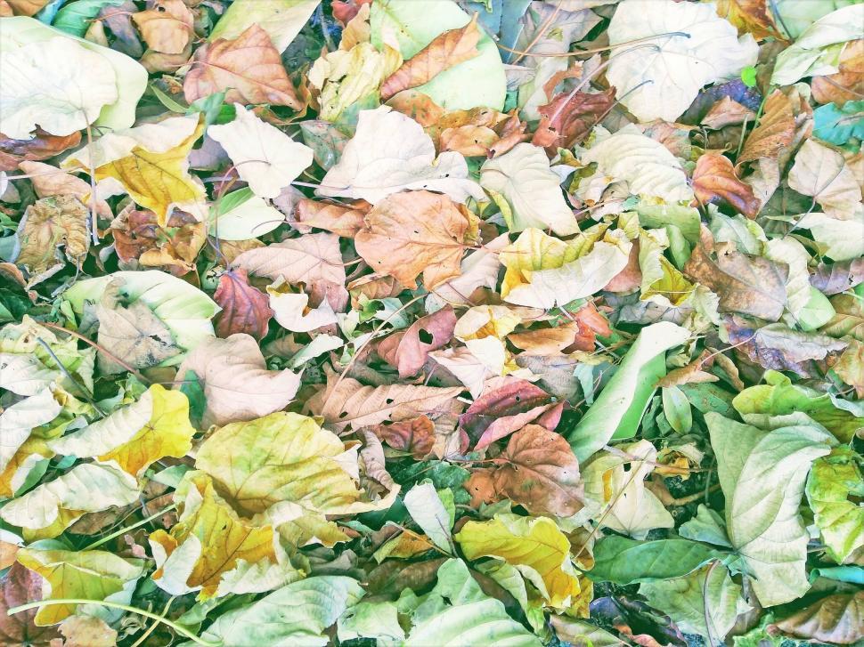 Free Image of Autumn leaves colorful background  
