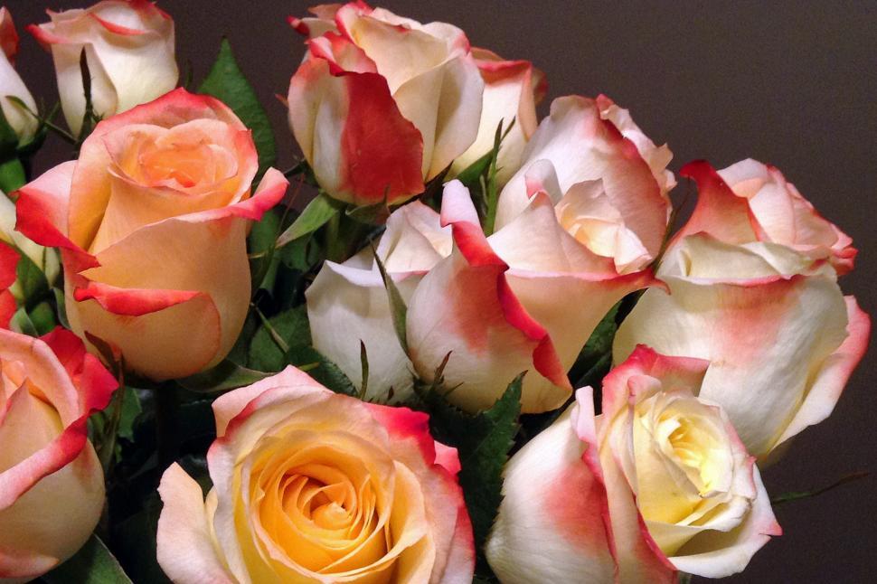 Free Image of Roses 