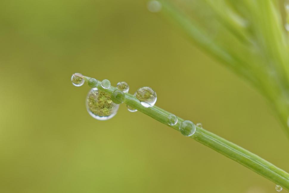 Free Image of Natures crystal balls 