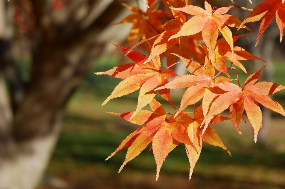 Free Image of Orange Leaves Fall Colors 