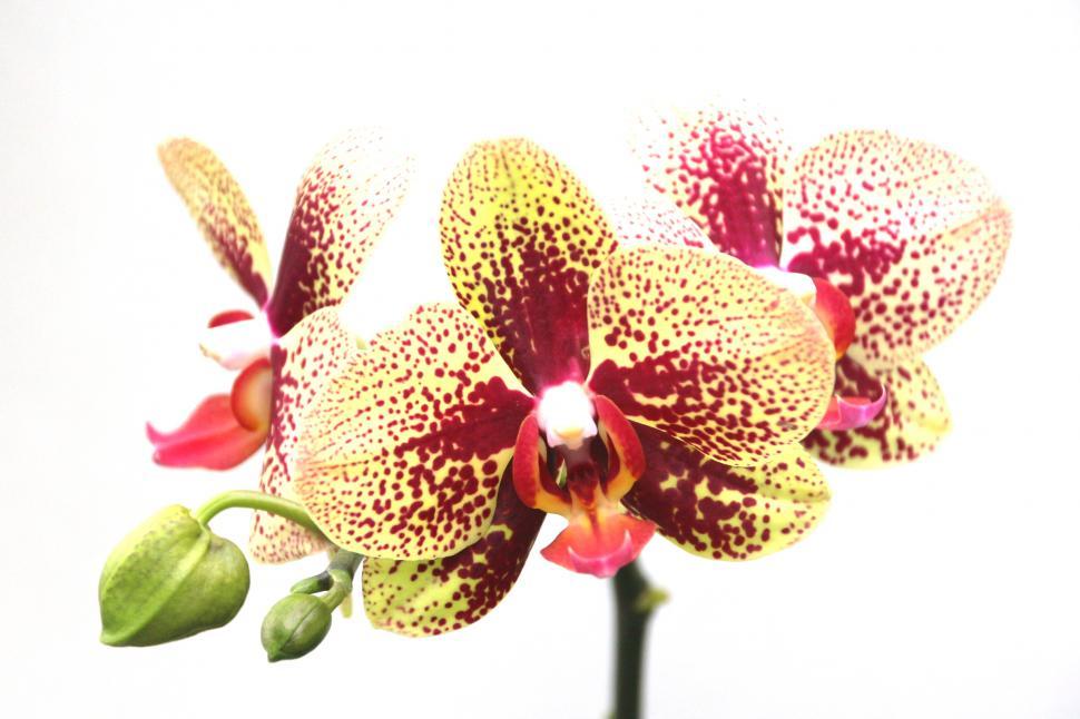 Free Image of Red Dot Moth Orchid Flowers 