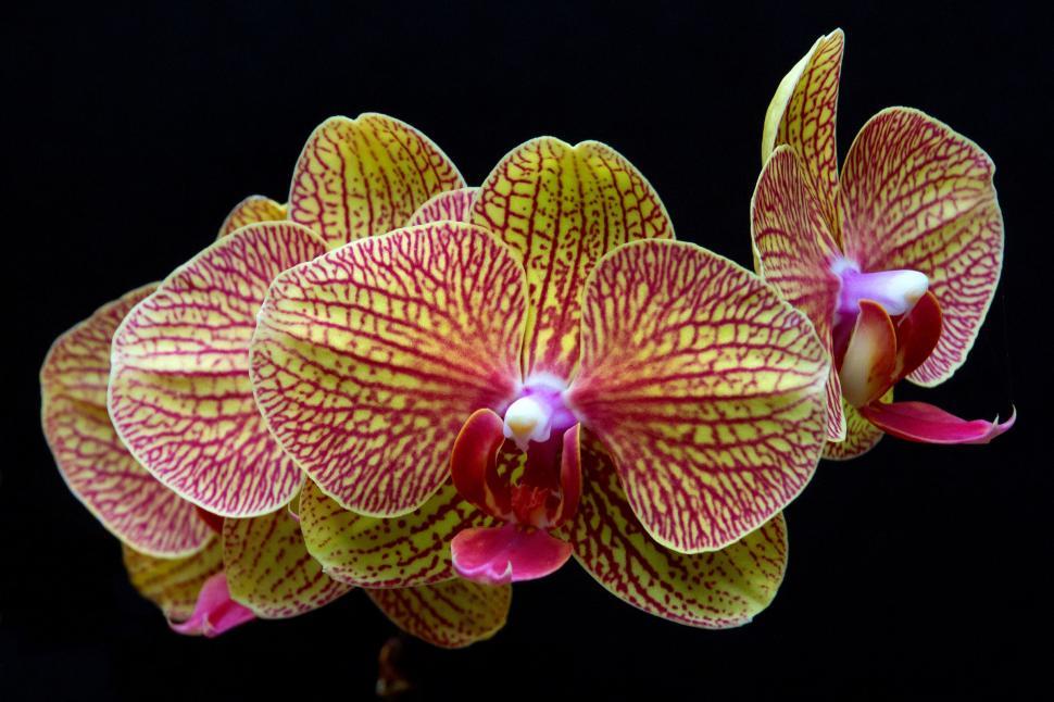 Free Image of Orange Blooms Moth Orchid 