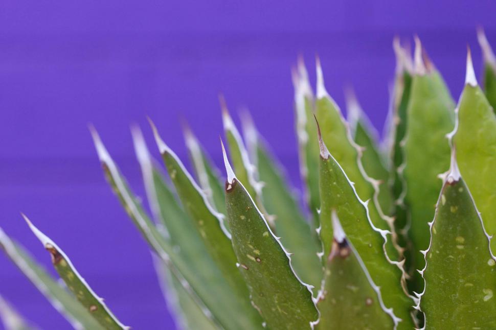 Free Image of Agave spikes 
