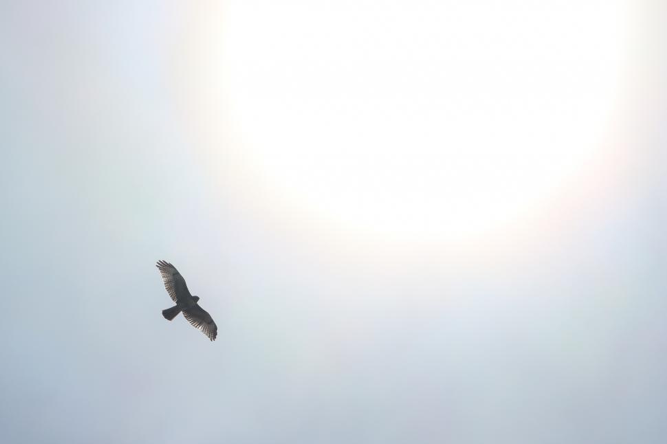 Free Image of Hawk in Flight 