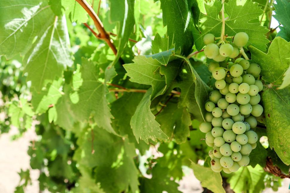 Free Image of Grapes on the Vine 
