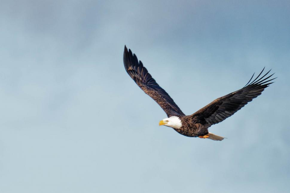 Free Image of Bald Eagle 