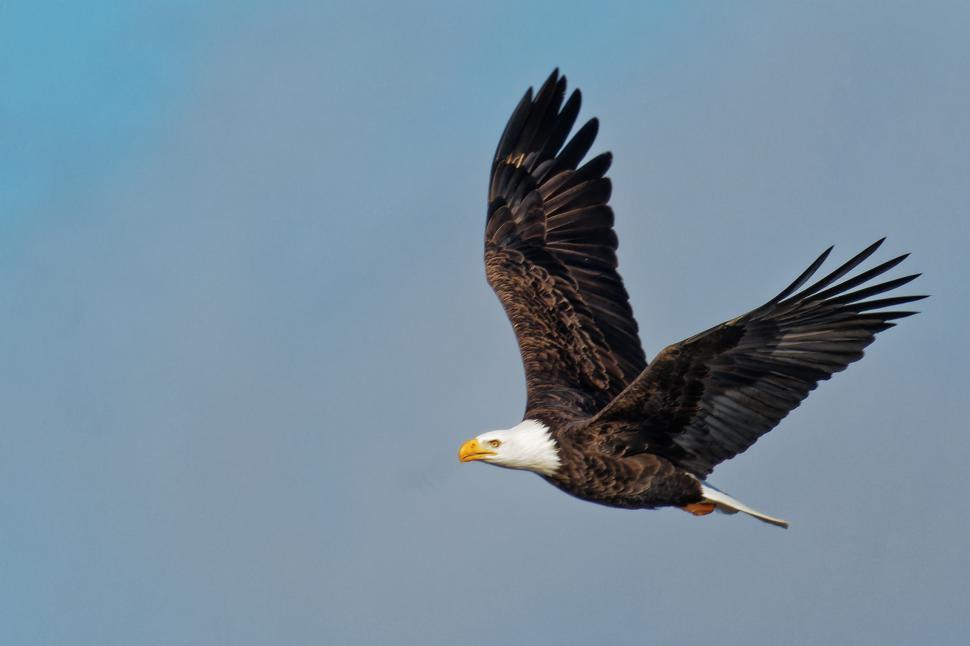 Free Image of Bald Eagle Flying 