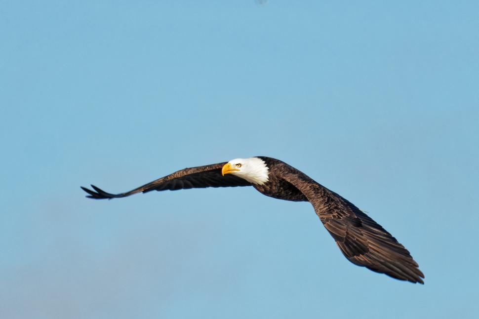 Free Image of Bald Eagle with wings extended 