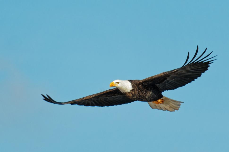 Free Image of Bald Eagle in flight 