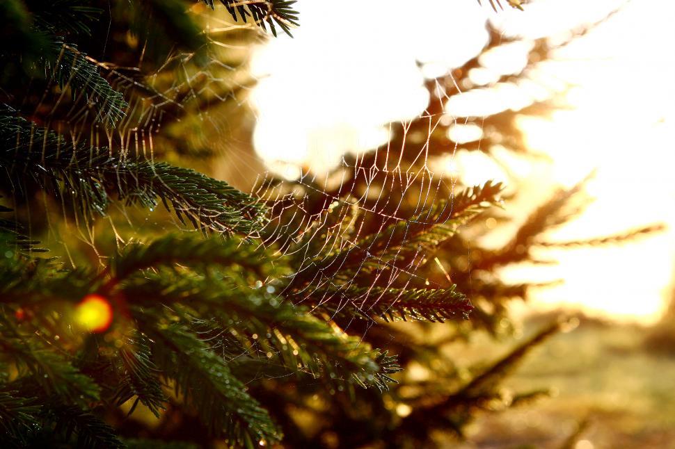Free Image of Spider web in the sun 