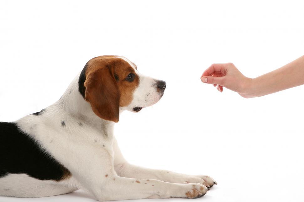 Free Image of dog getting treats 